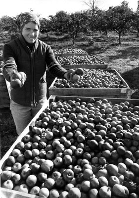  Melinda Vizcarra, co-owner of Becker Farms in Gasport, checks out the cider apples in 1983.
